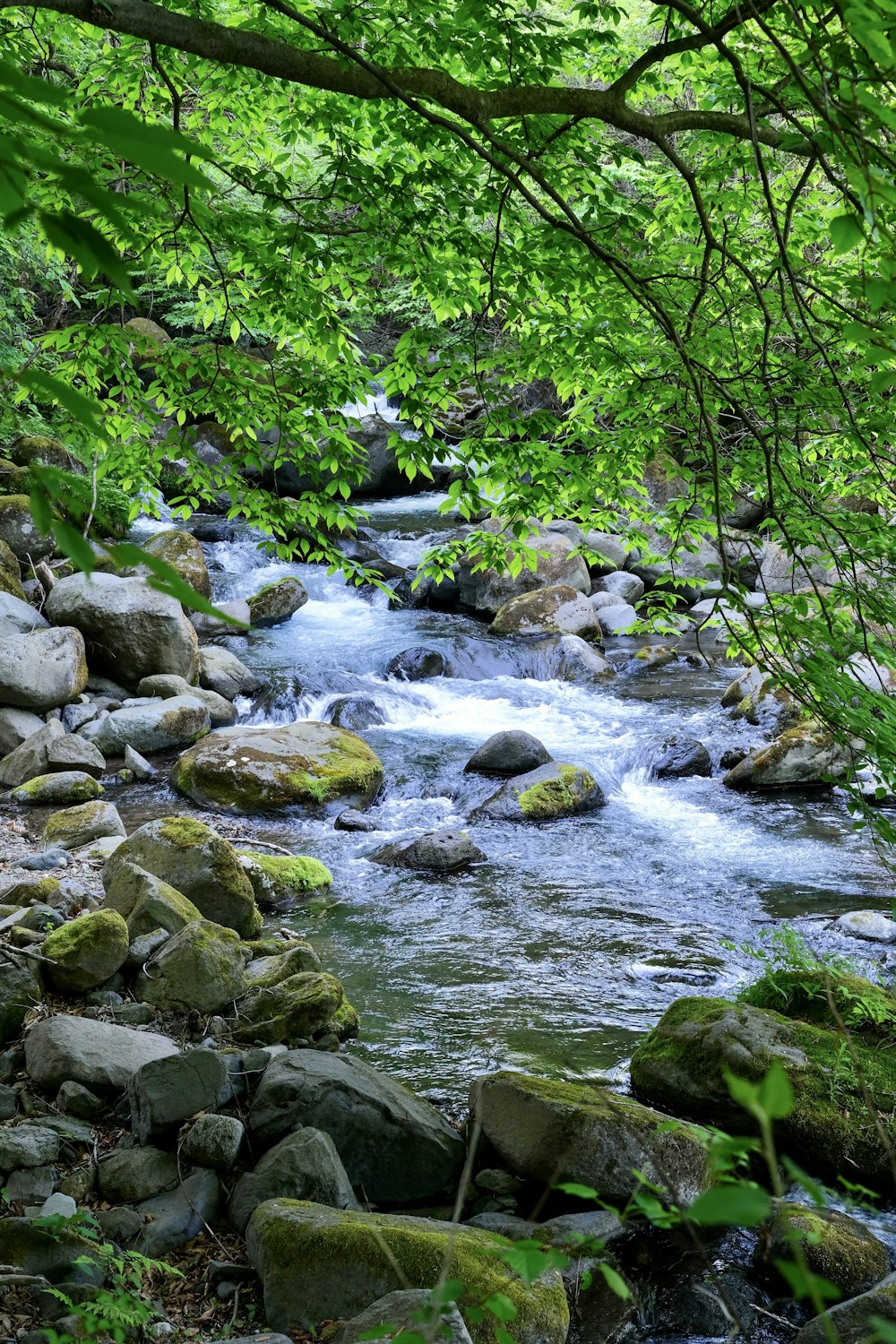 a river with rocks and trees