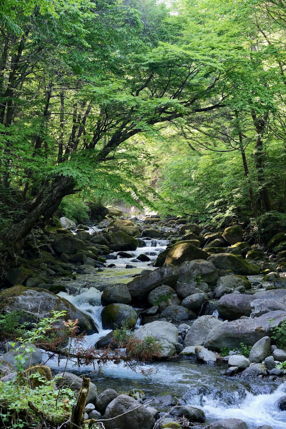 a stream in a forest