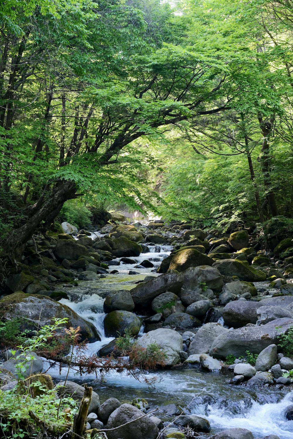 Un ruisseau dans une forêt