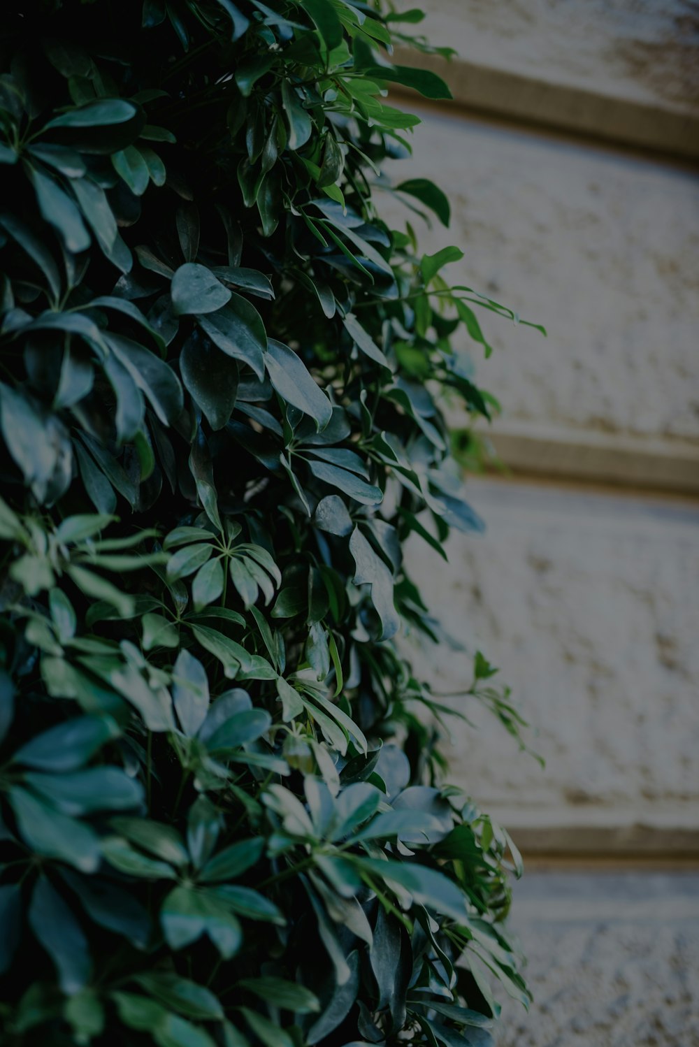 a plant with leaves