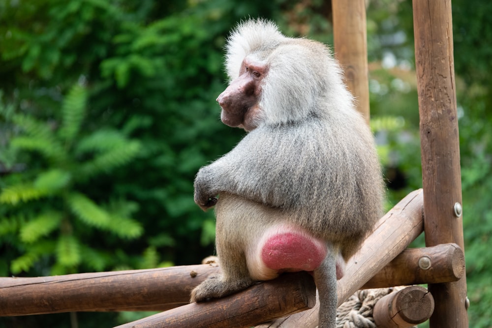 a monkey eating a fruit