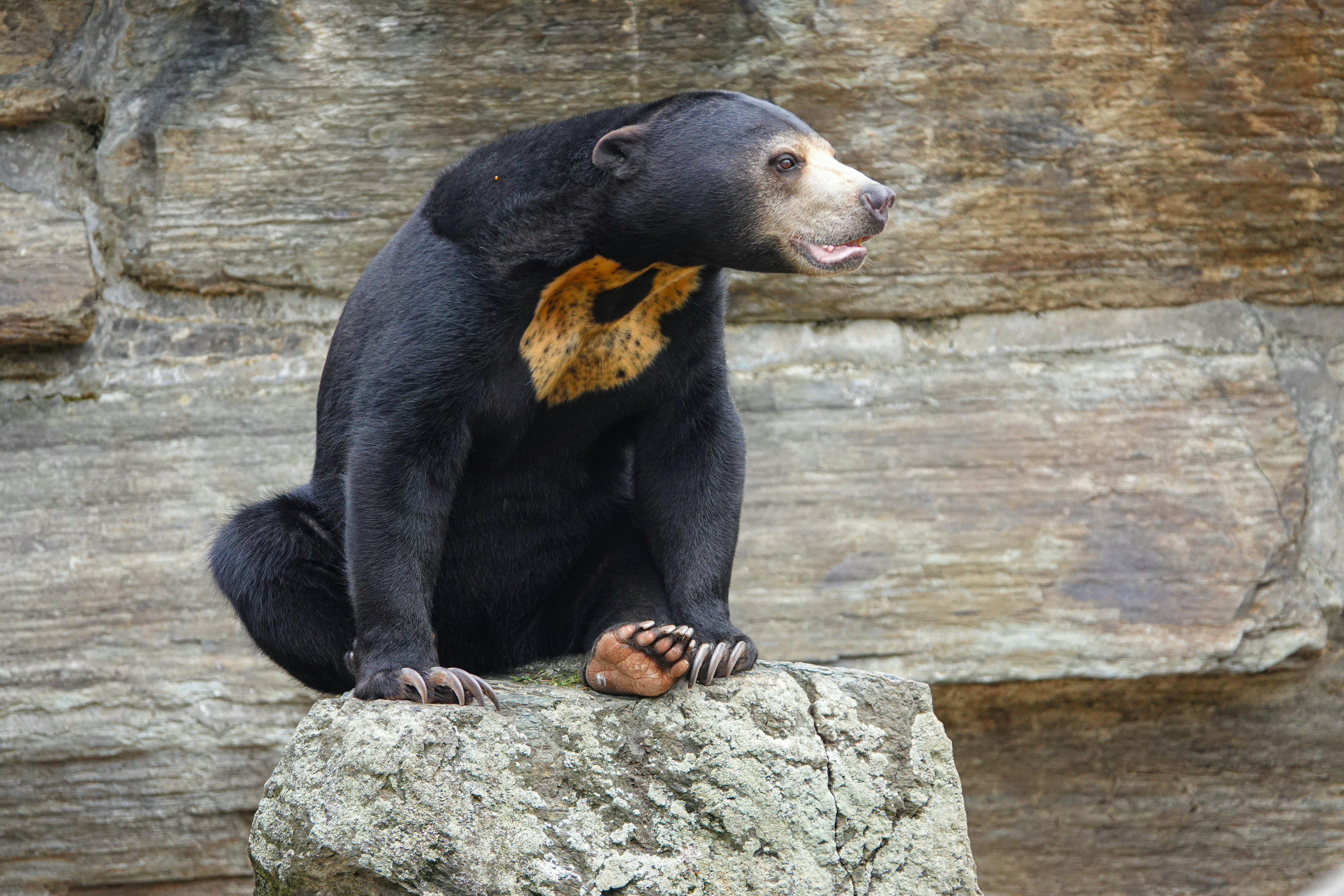Sun Bears