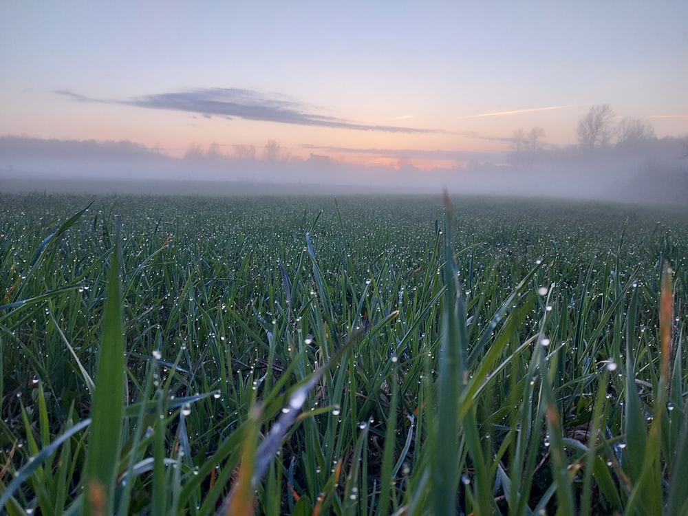 a field of grass with fog in the background