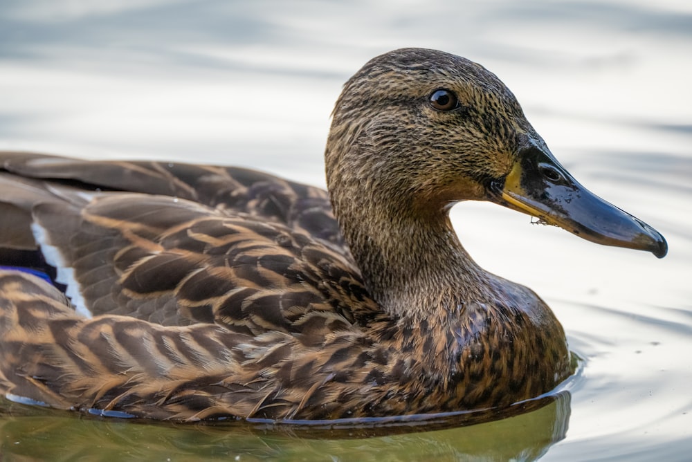 Eine Ente, die im Wasser schwimmt