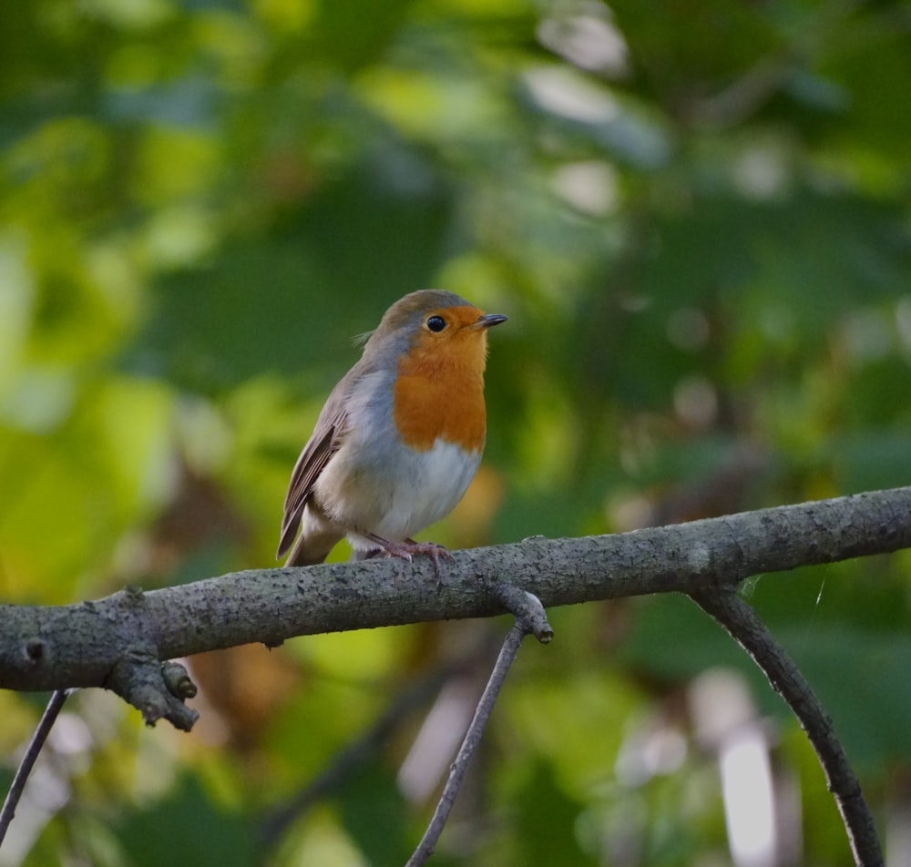 a small bird sits on a branch