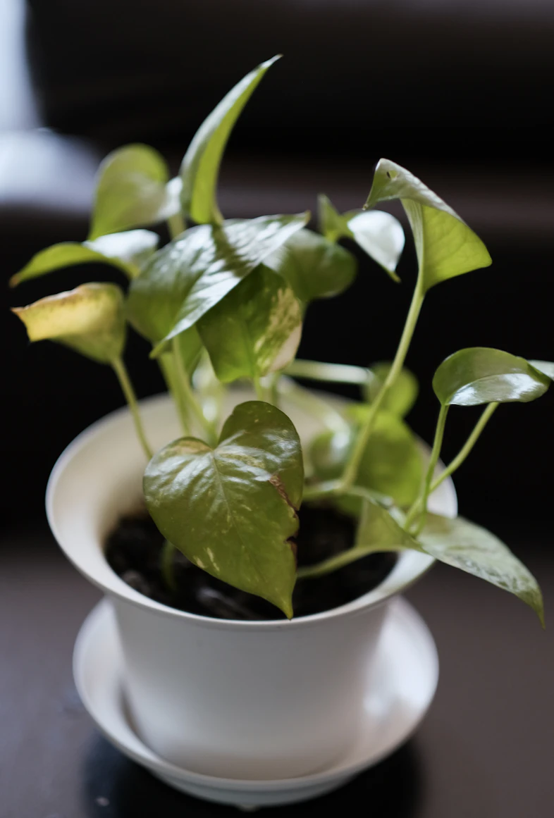 Lush green money plants and
    herbs in a small apartment balcony setup