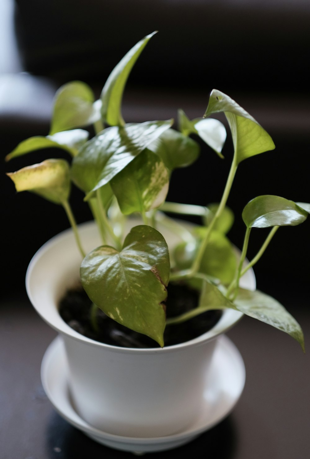 a plant in a pot