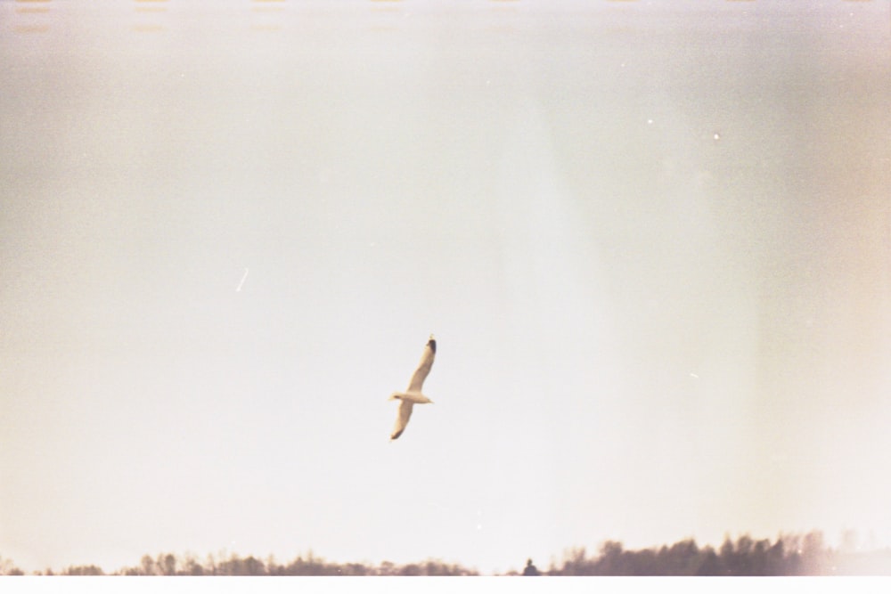 a bird flying in the sky