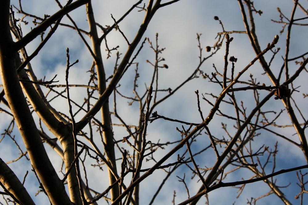 un albero con rami e foglie