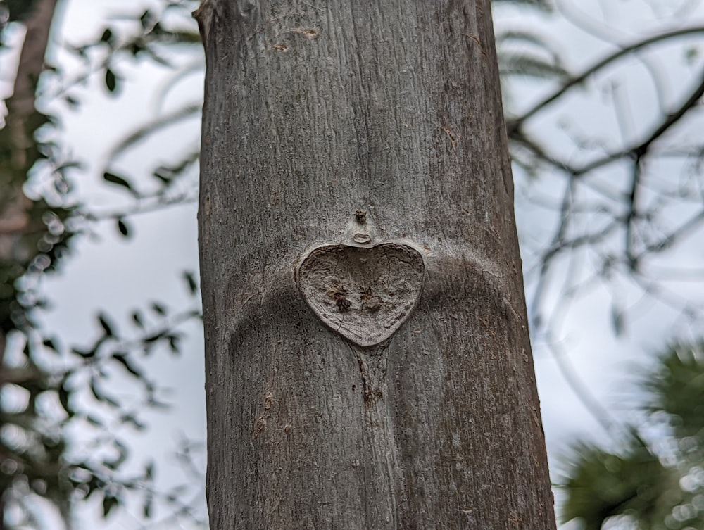 a tree with a hole in it