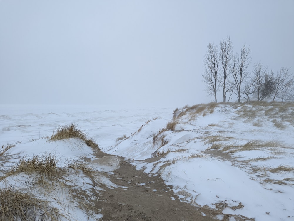 uma paisagem nevada com árvores