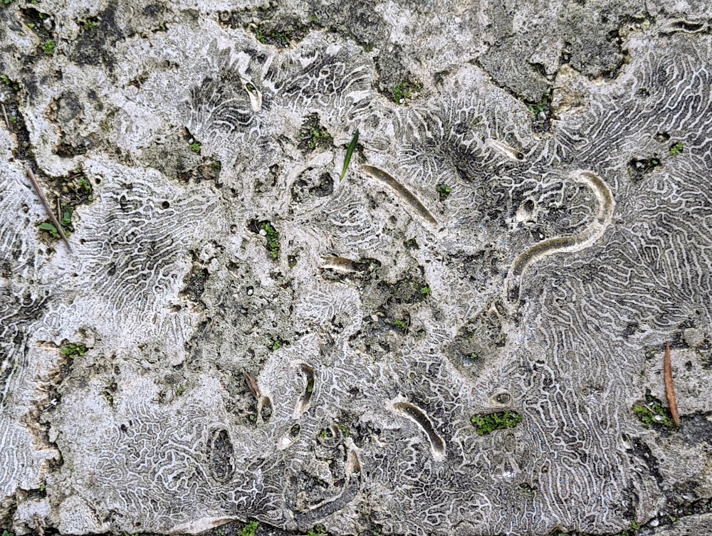 a close-up of a rock