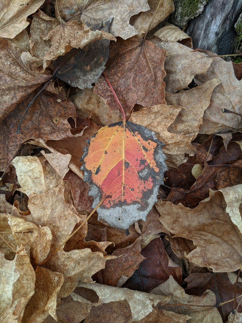 a red leaf on a pile of brown leaves