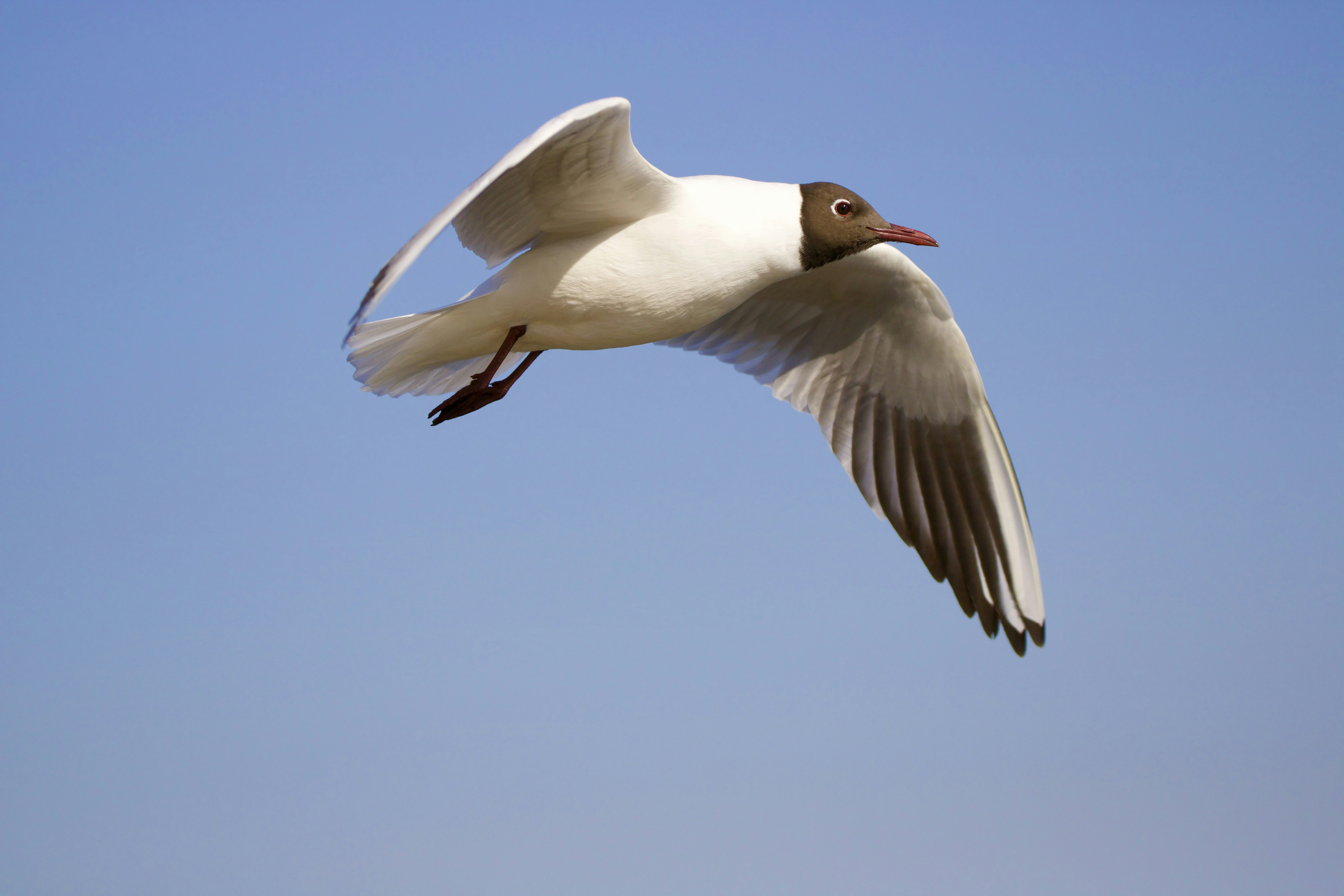 a bird flying in the sky