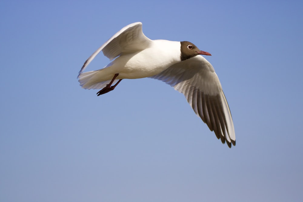 a bird flying in the sky