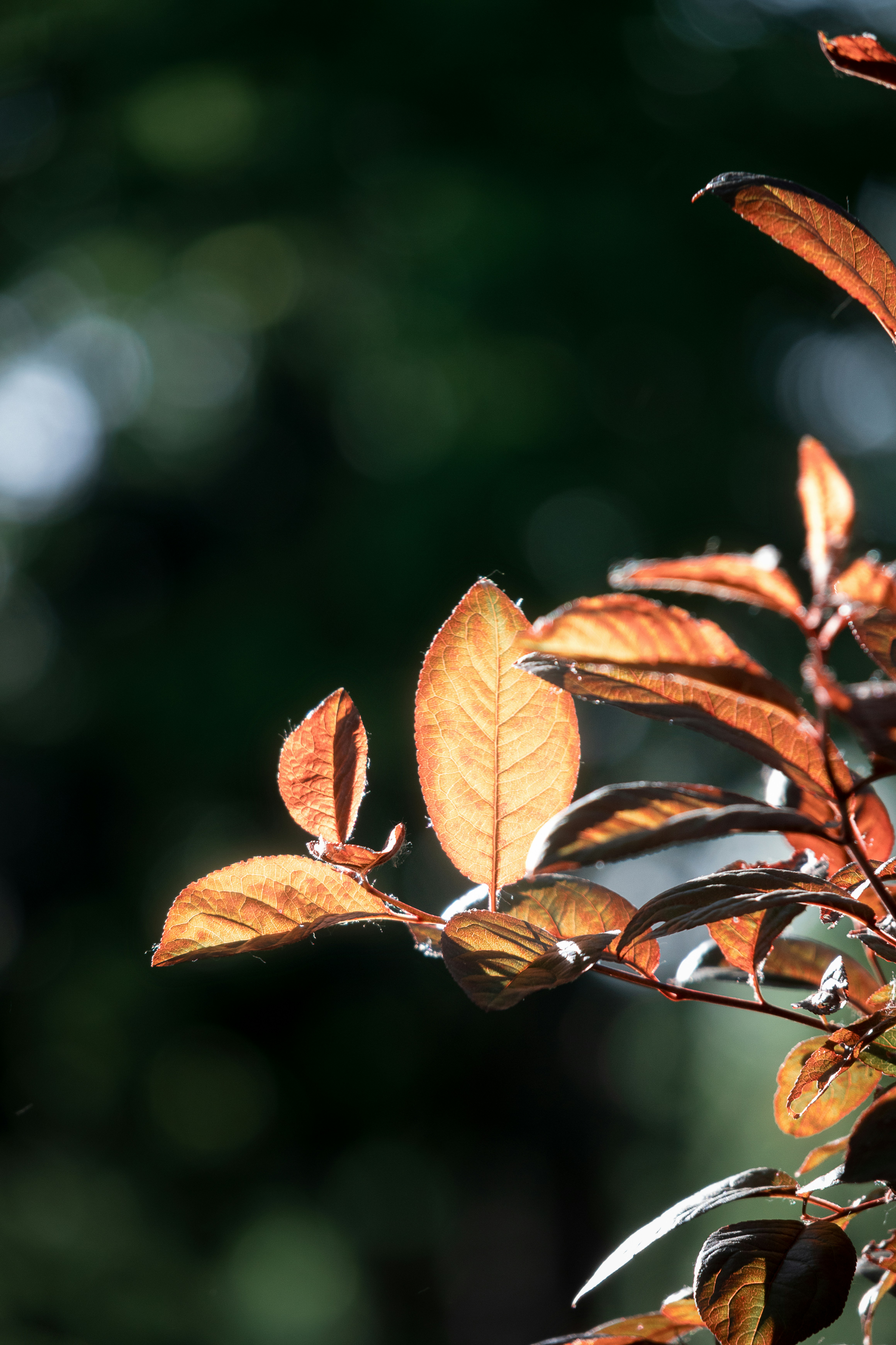 Photo by juliuscarmine