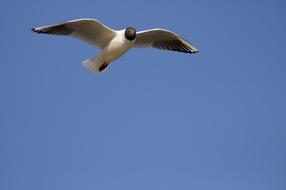 a bird flying in the sky