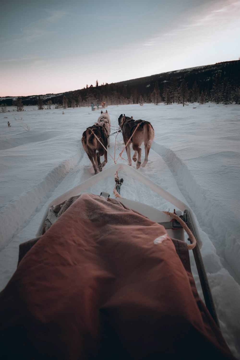 horses pulling a boat