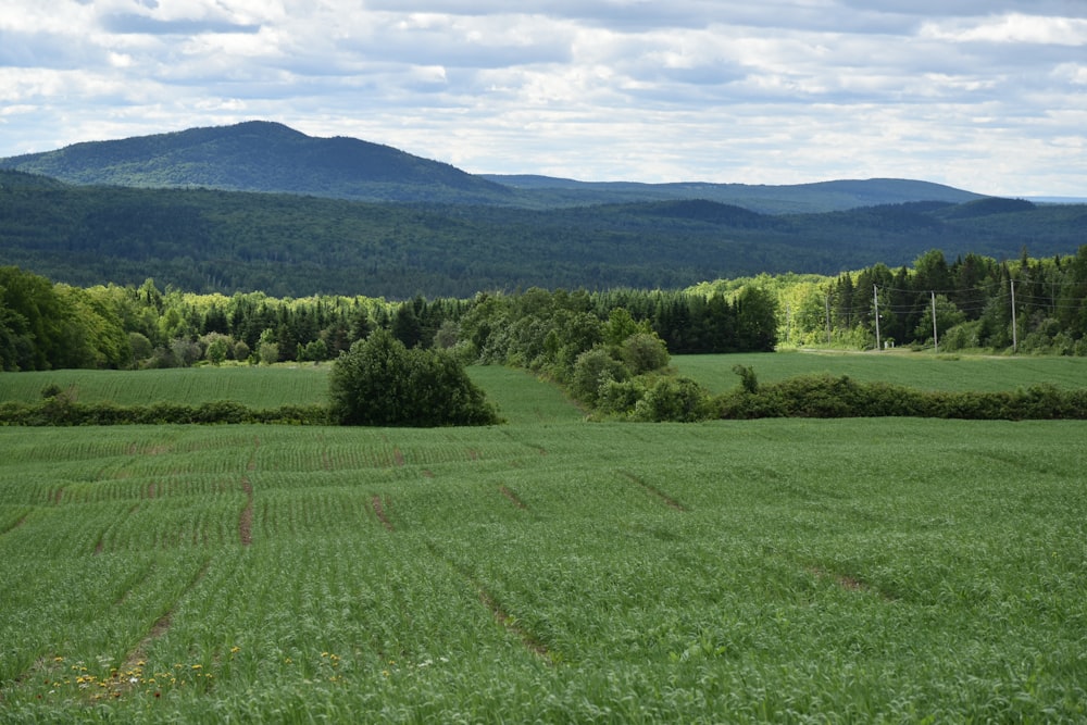 um grande campo verde com árvores e montanhas ao fundo