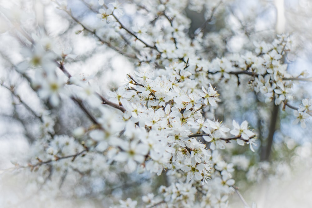 a close up of a tree branch with white flowers