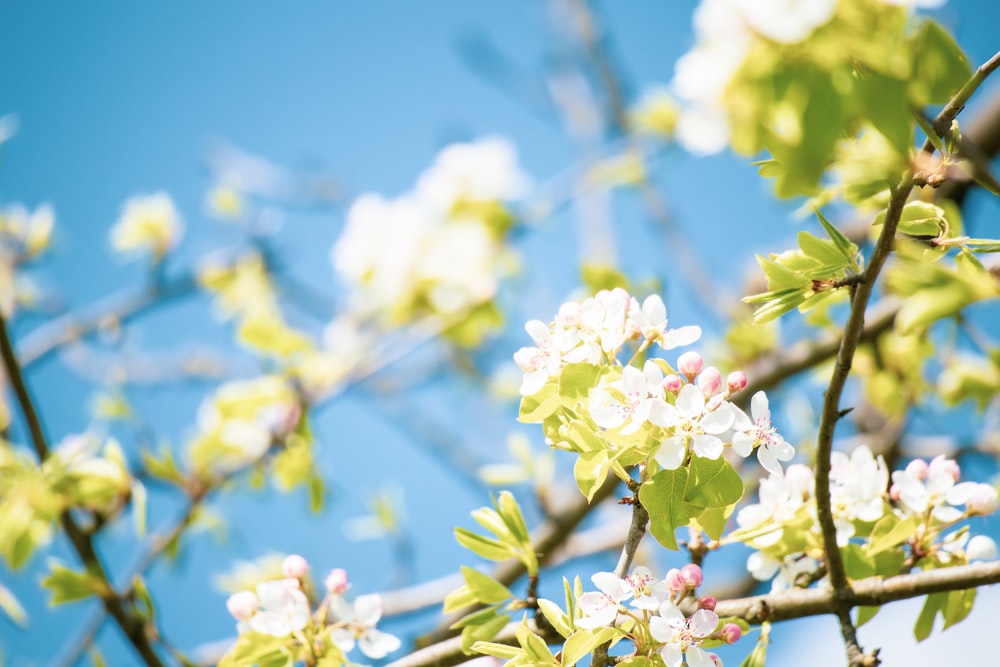 a close up of flowers on a tree