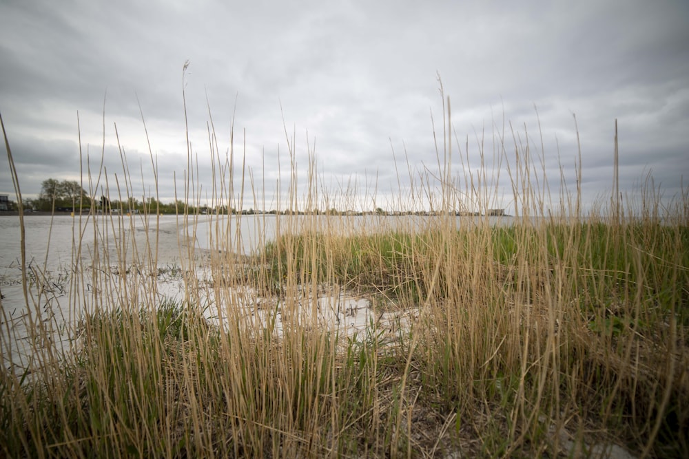 a marshy area with tall grass