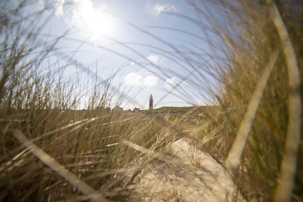 a field with a tower in the distance