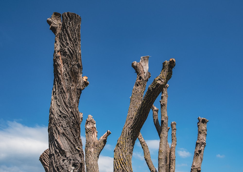 a group of trees with no leaves