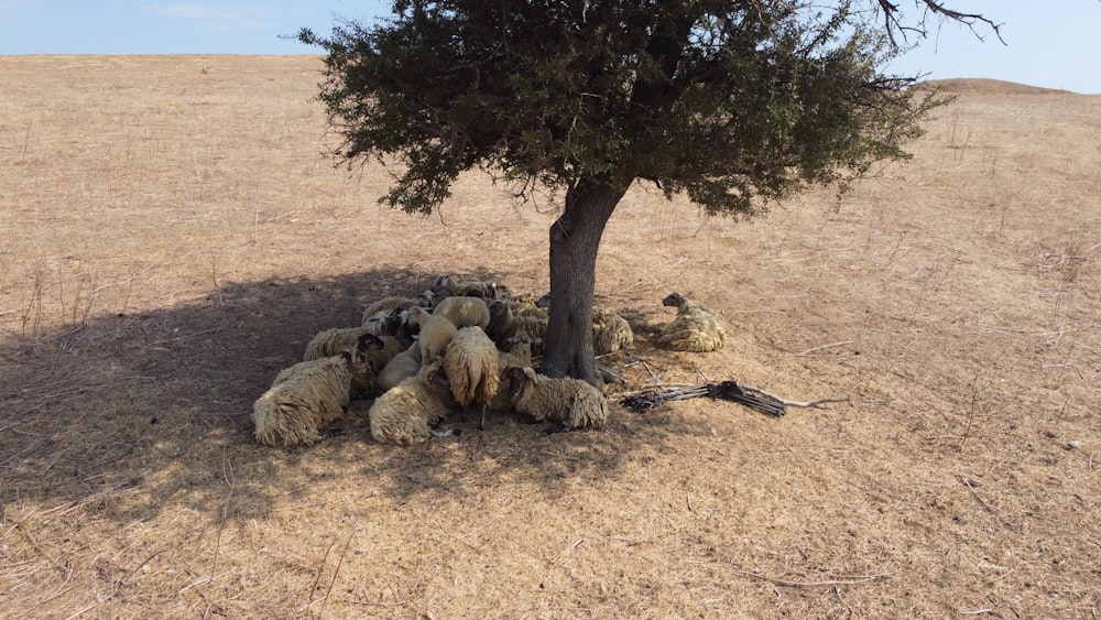 a herd of sheep under a tree