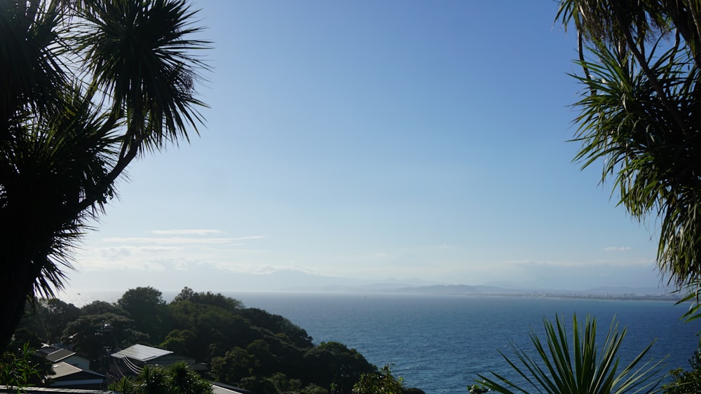 a group of palm trees next to a body of water