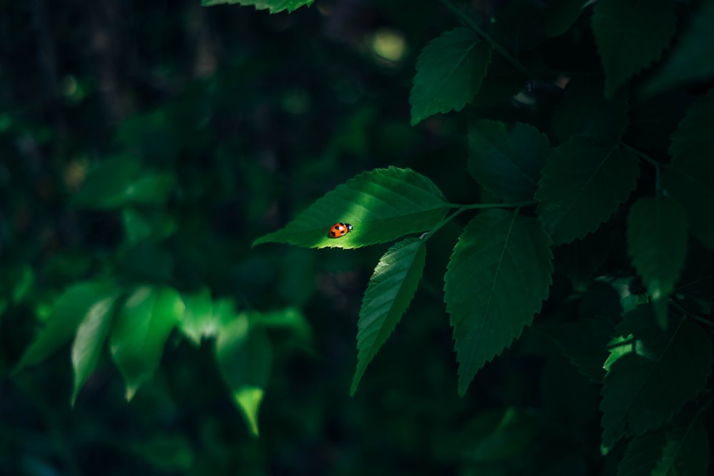 a green leaf on a tree