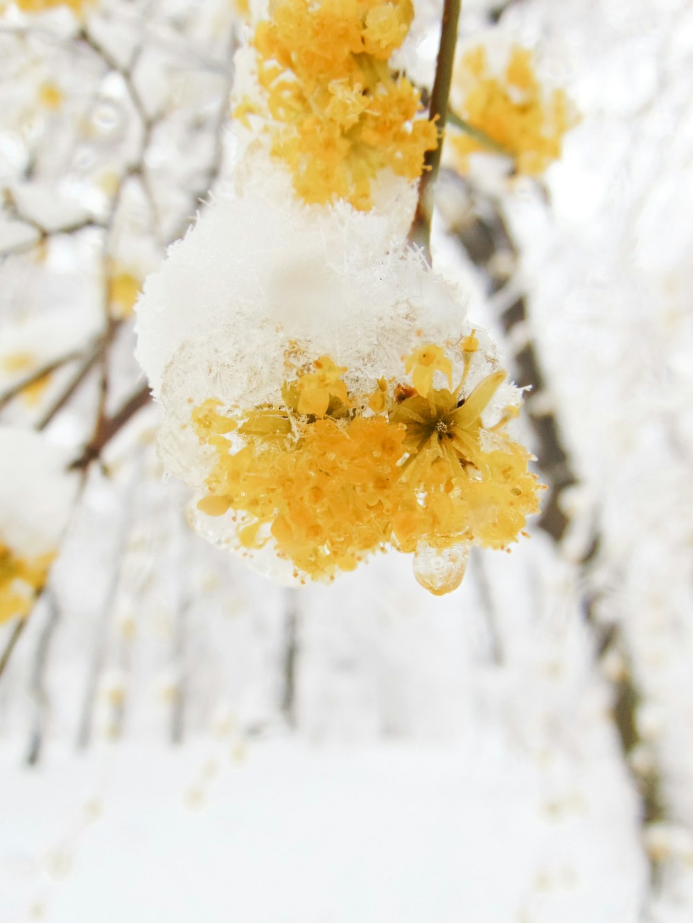 a snow covered tree branch with yellow flowers