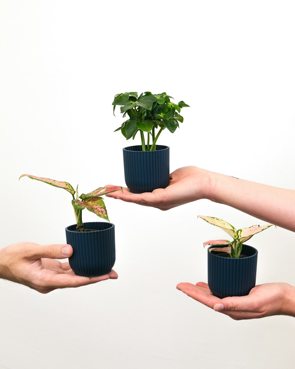 a pair of hands holding plants