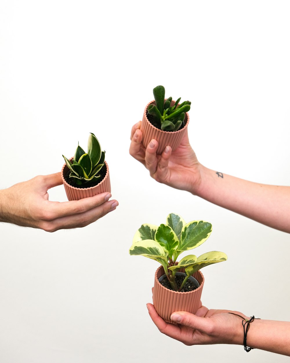 unas pocas manos sosteniendo una pequeña planta