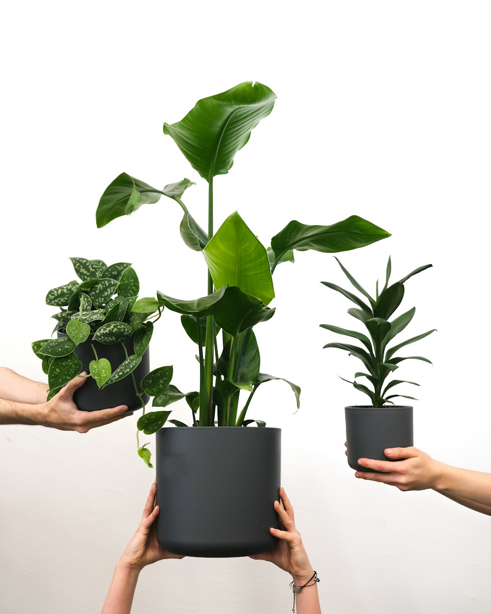 hands holding a tablet and a plant