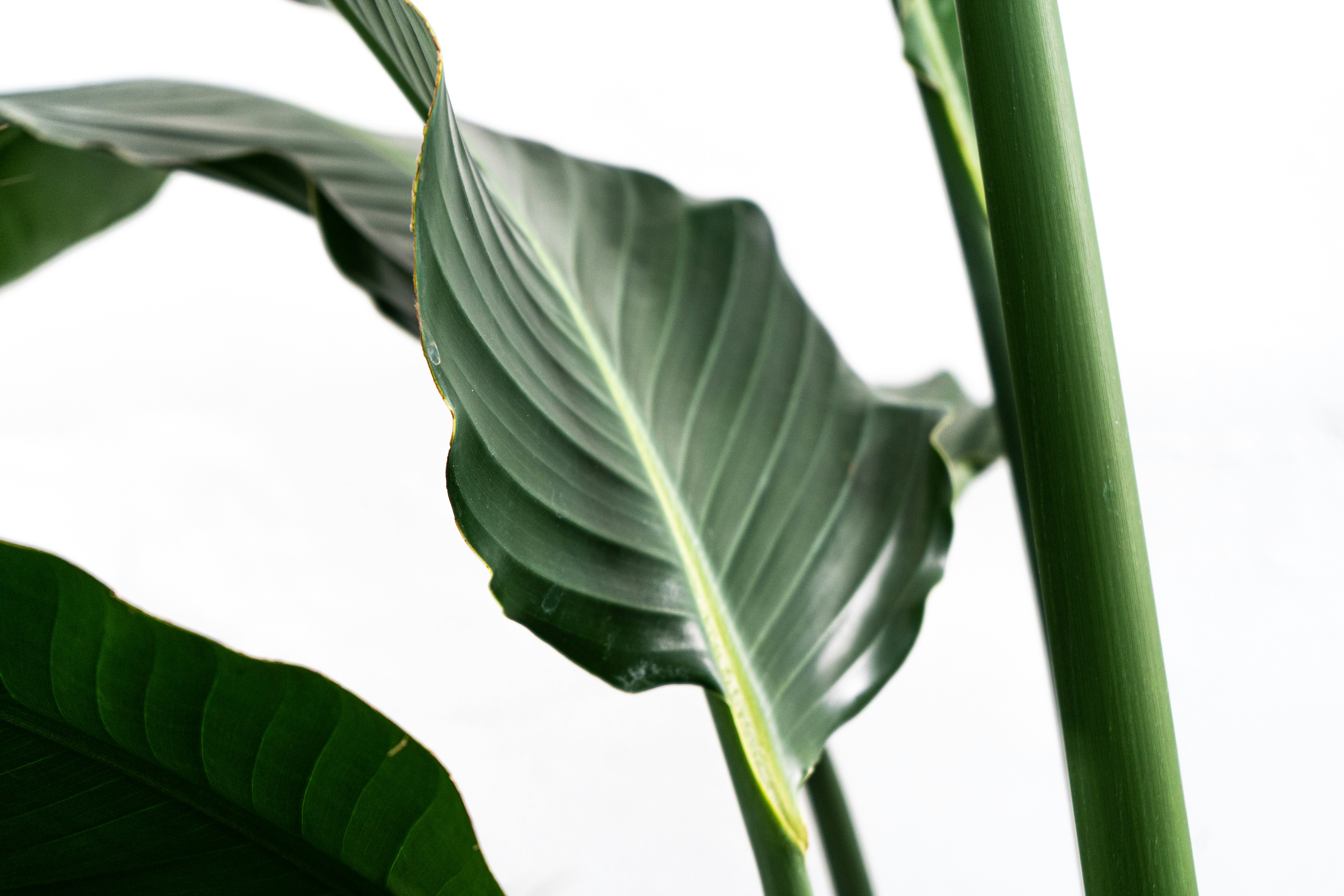 Photo by feeypflanzen