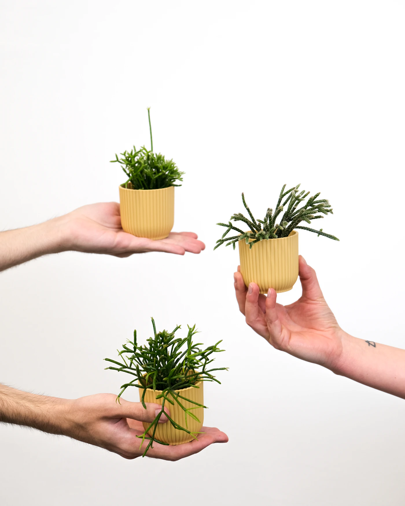 Manos reutilizando el agua para regar plantas en casa
