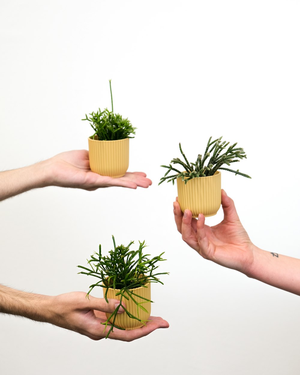 hands holding small plants