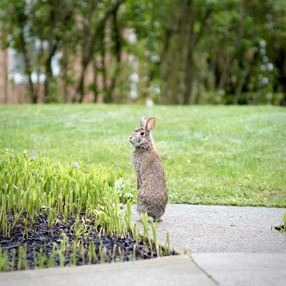 Un conejo parado sobre la hierba