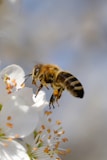 biodiversity strategy