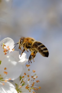 a bee on a flower