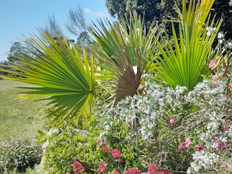 A vibrant garden scene featuring Archontophoenix alexandrae palms and bright Strelitzias augusta flowers under a sunny sky.