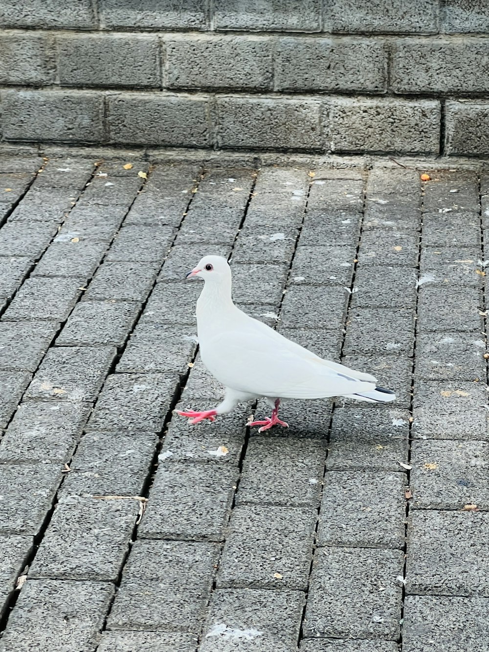 a white bird on a brick surface