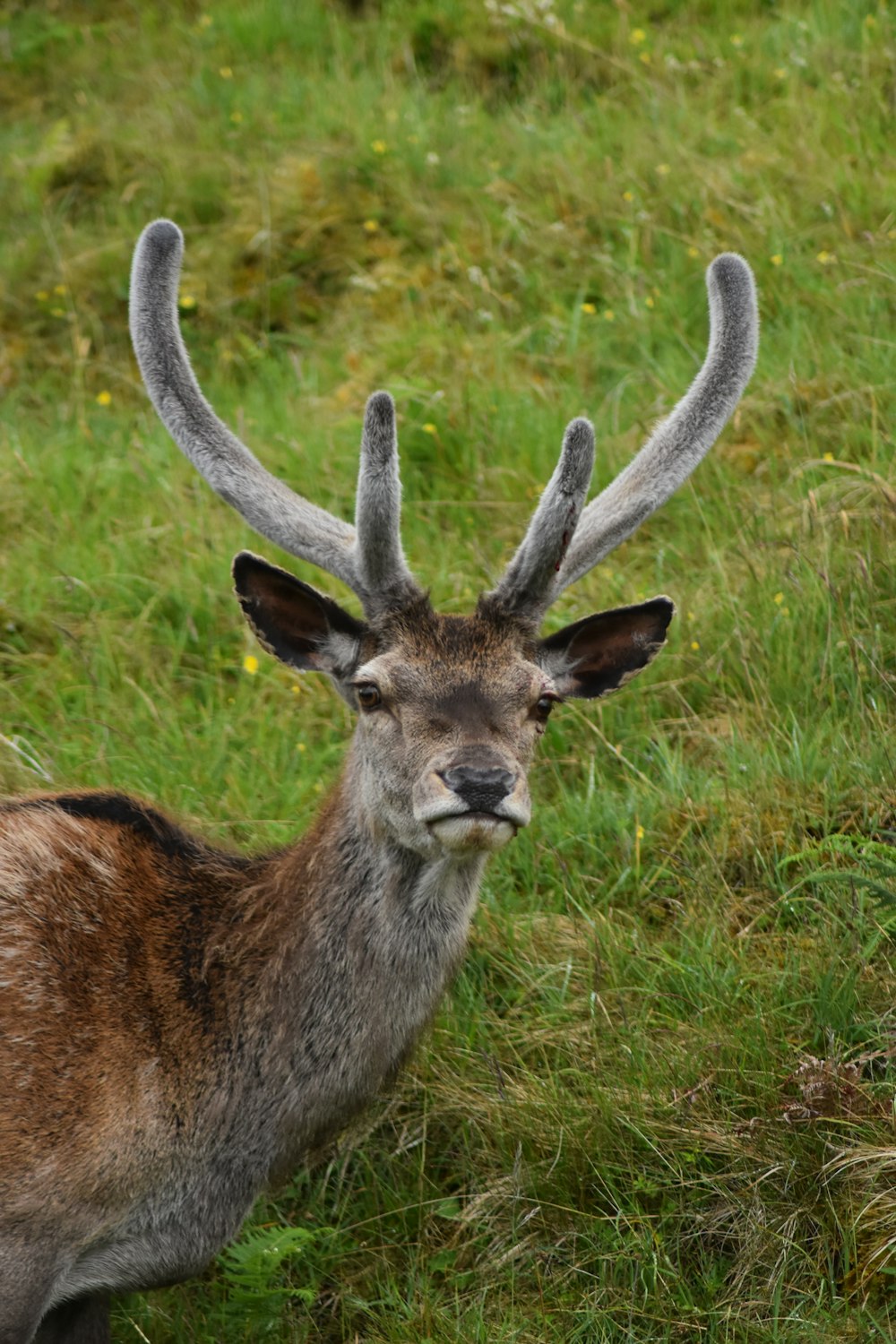a deer with antlers in a grassy area