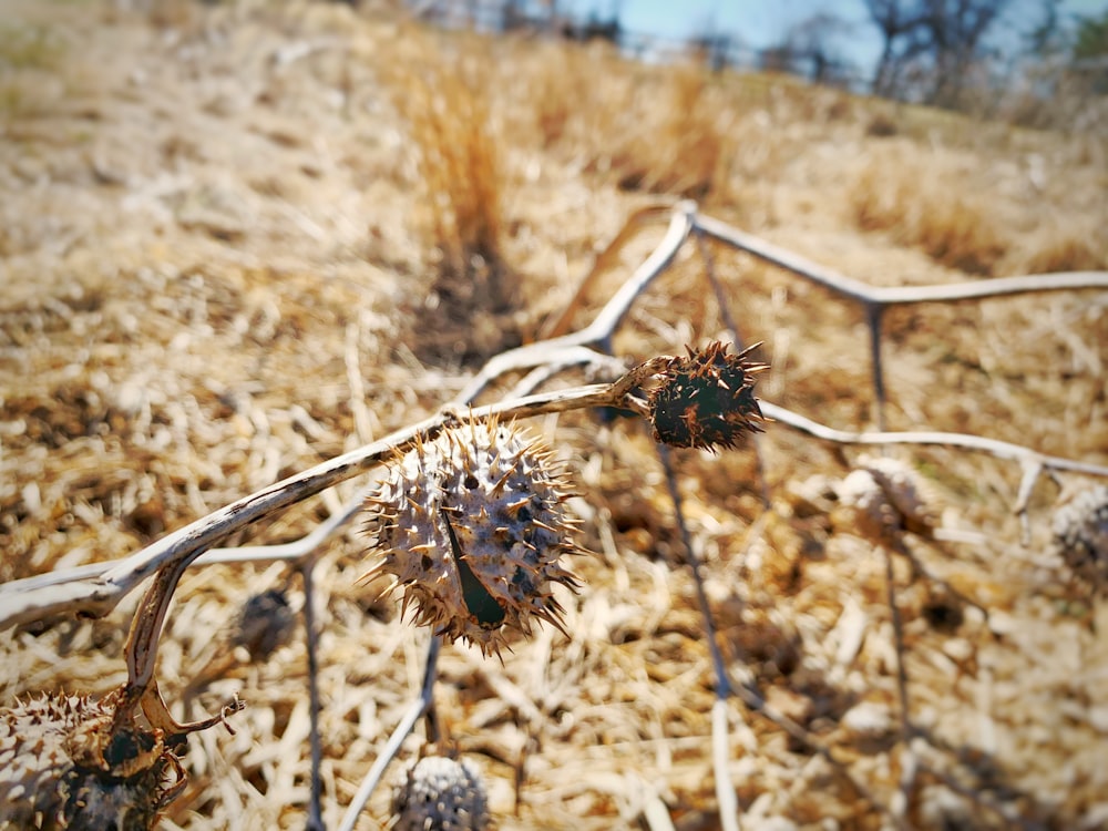 a spider on a web