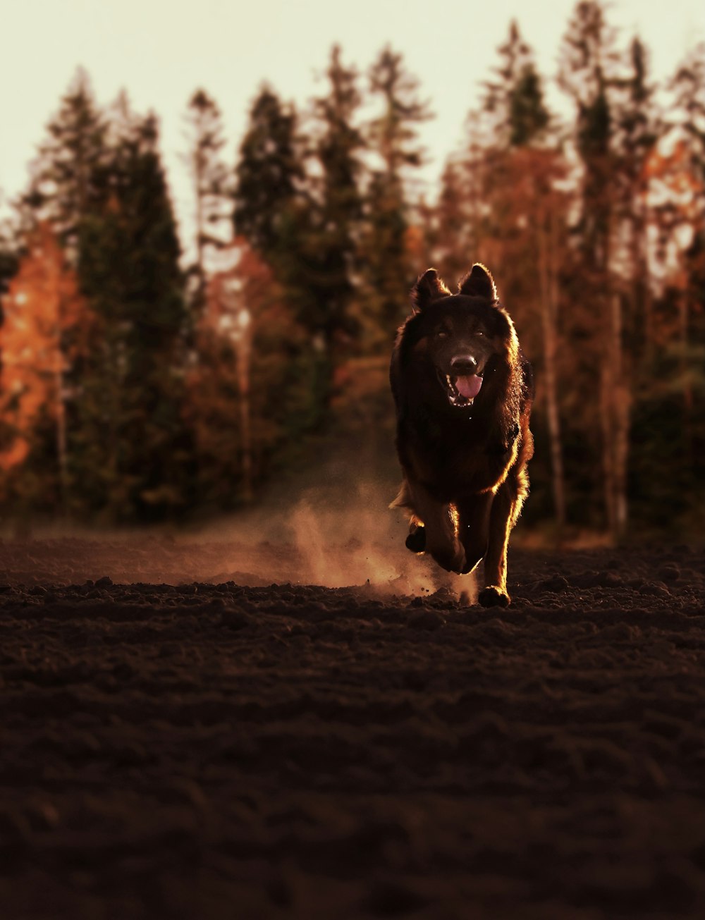 a dog running in a forest