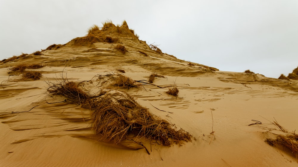 a sandy beach with a pile of sticks on it