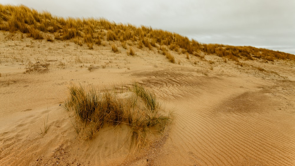 a desert with sand and plants