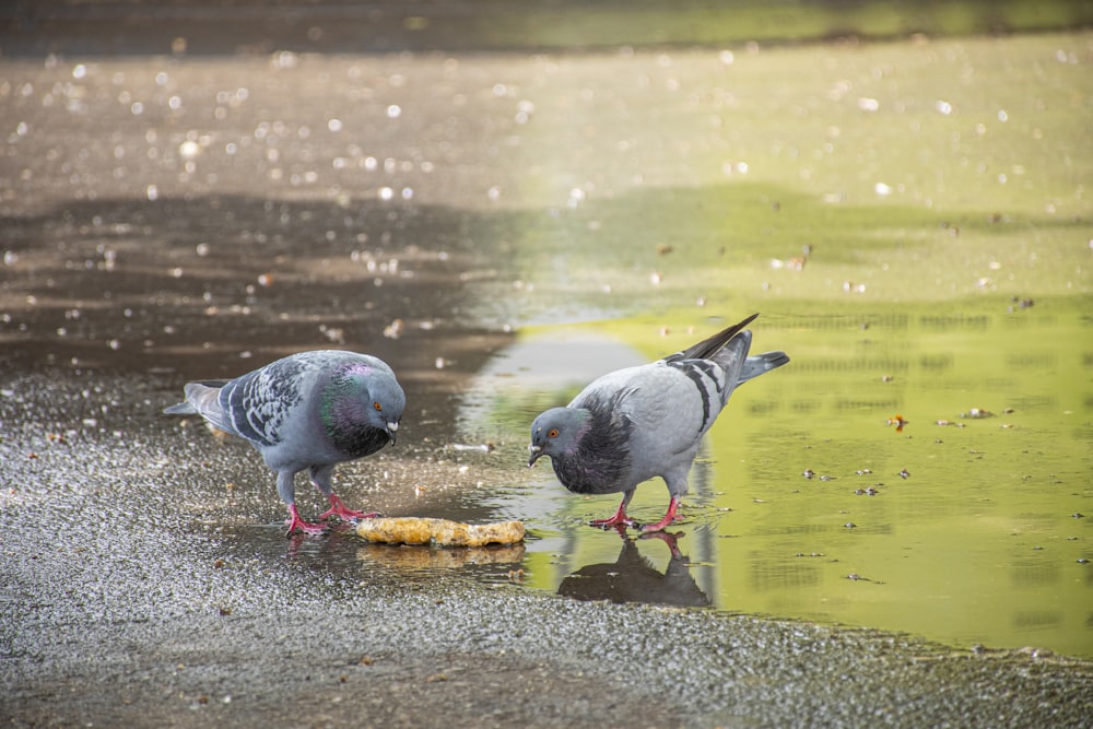 a group of birds stand in a puddle