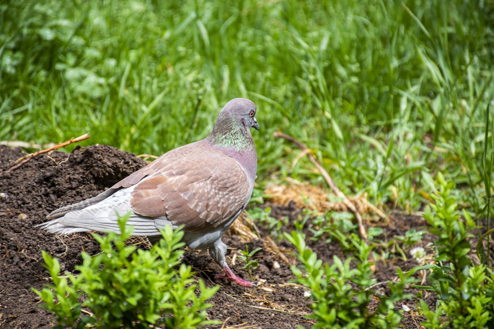 a bird standing on the ground